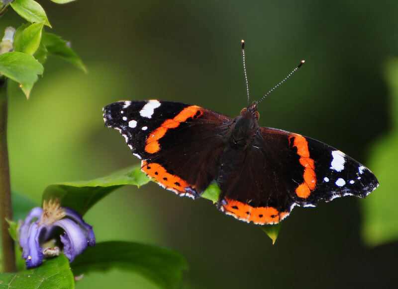Red Admiral Butterfly — Black, Natural
