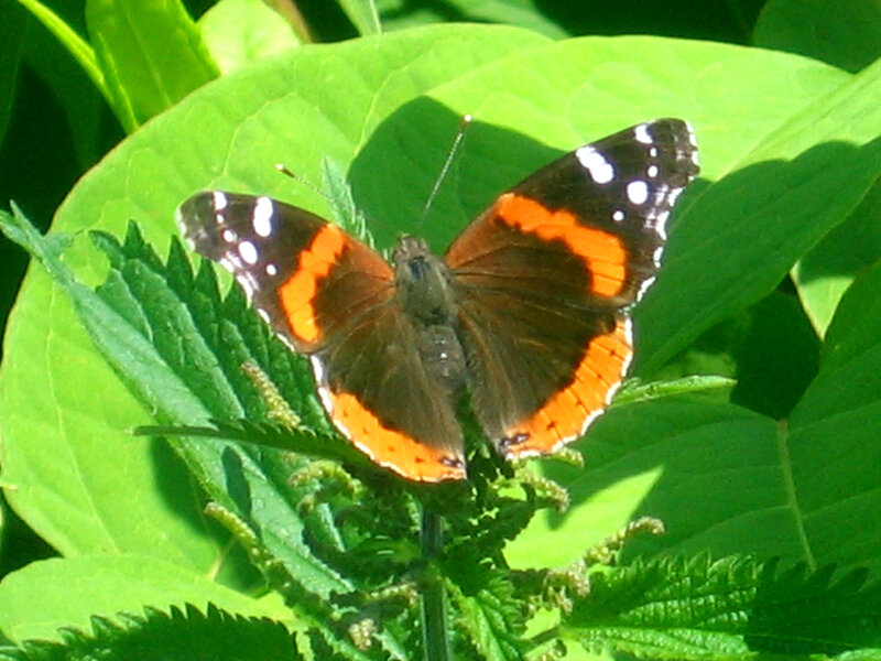 Red Admiral Butterfly — Green