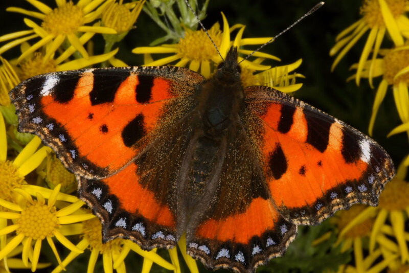 Red admiral butterfly on flowers