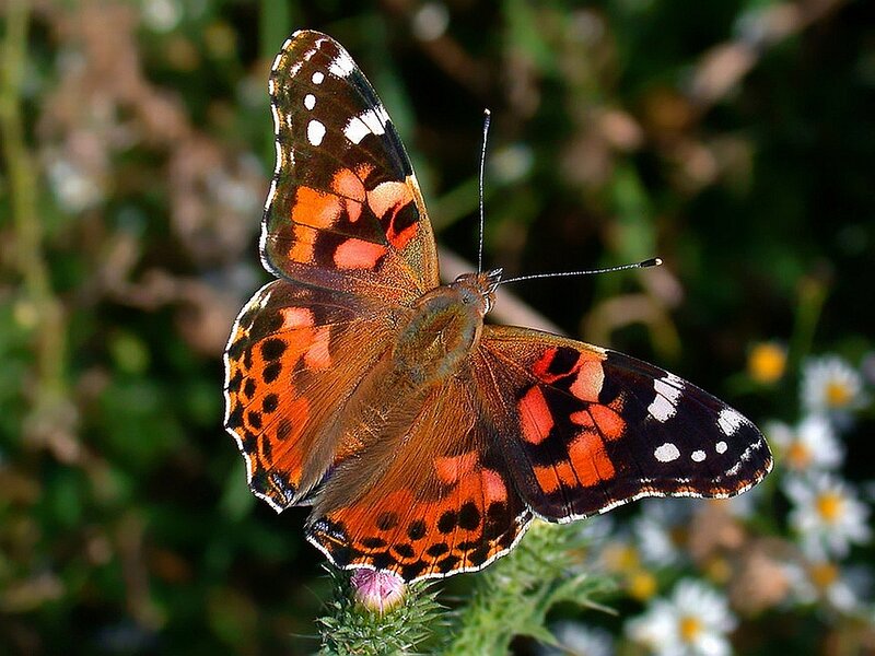 Red Admiral Butterfly — Orange