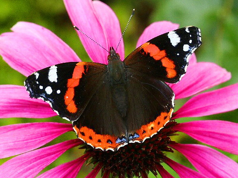 Red Admiral Butterfly — Pink