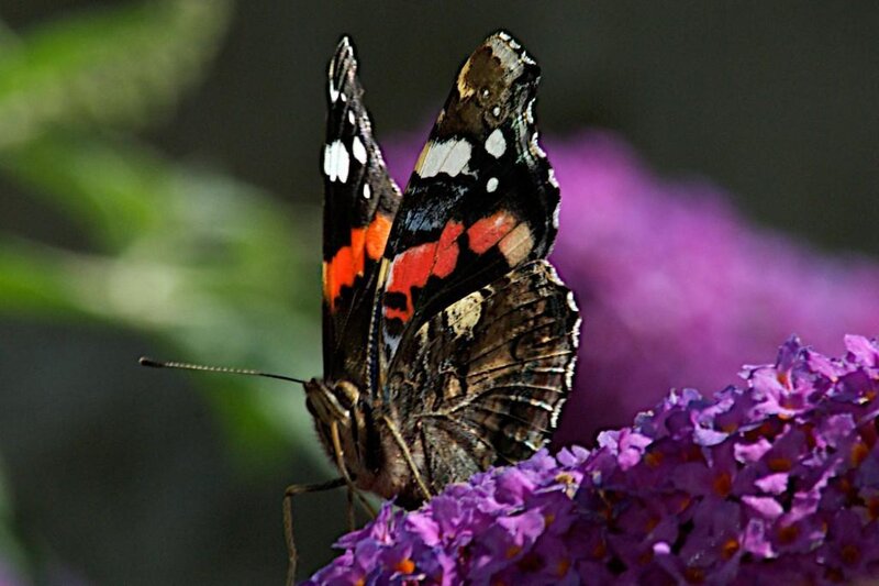 Red Admiral Butterfly — Purple, Calm
