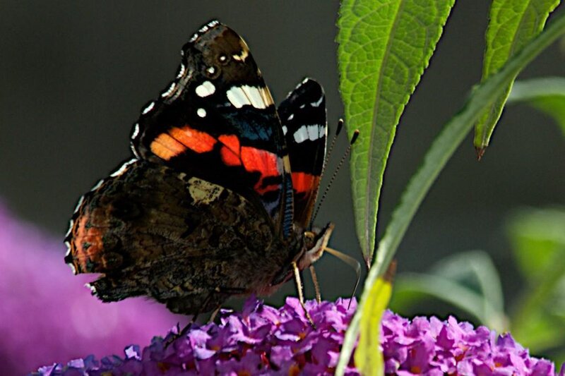 Red Admiral Butterfly — Purple