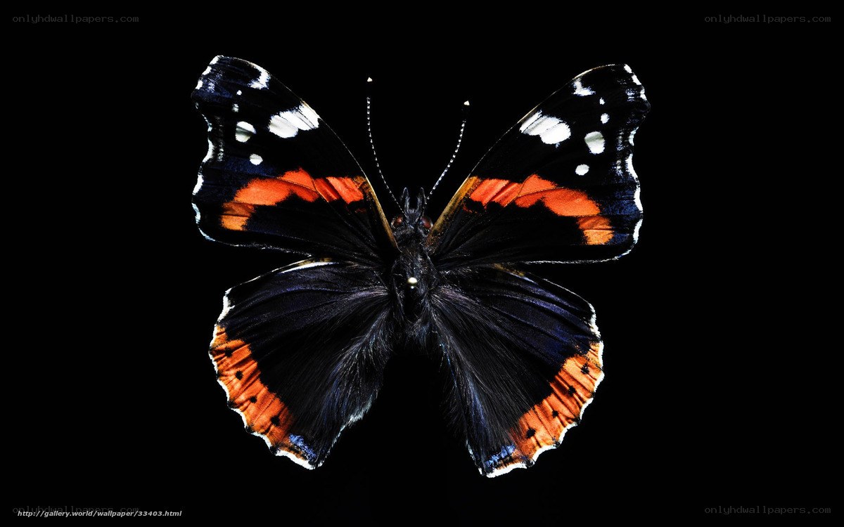 Red Admiral butterfly