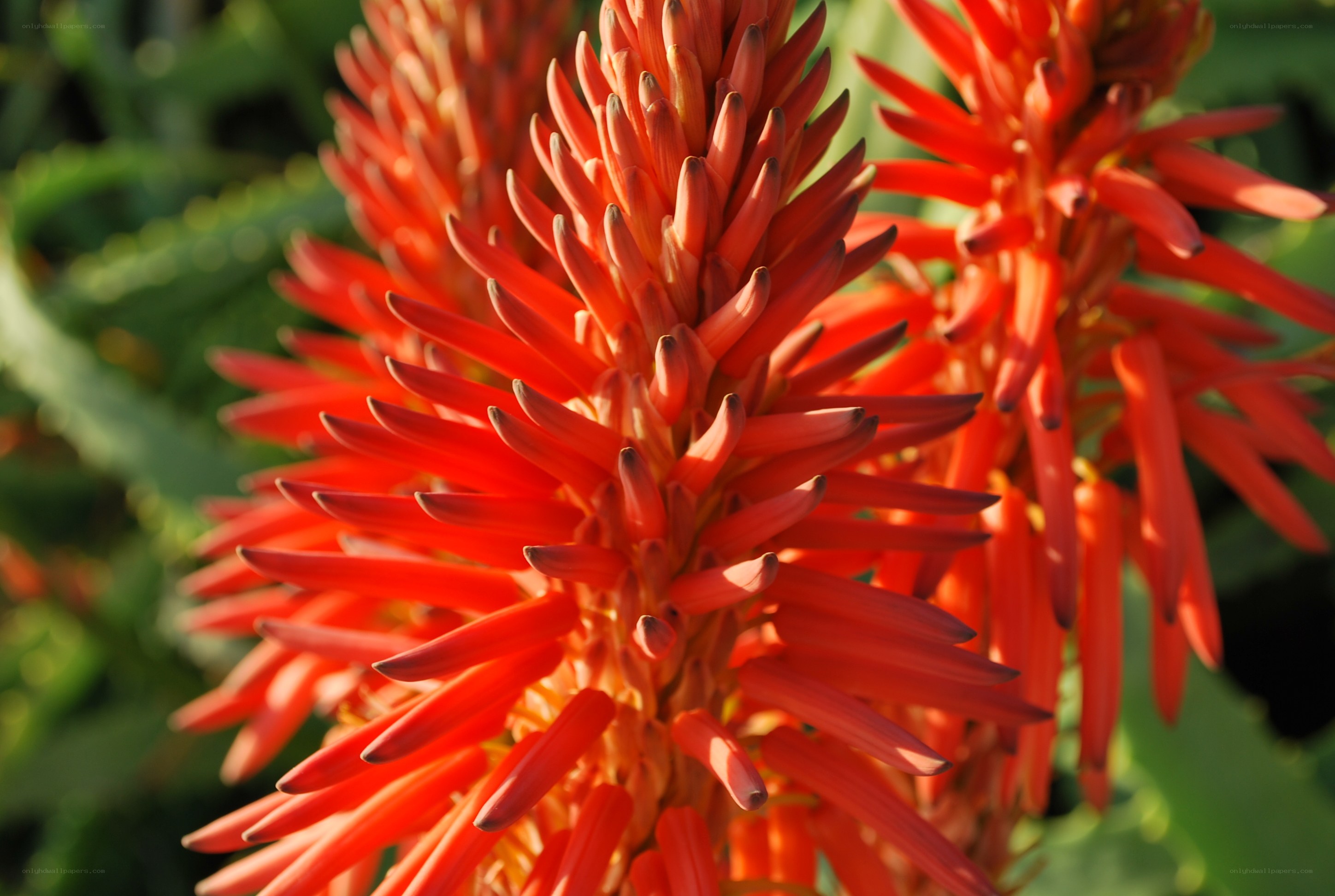 Red aloe flower in bloom