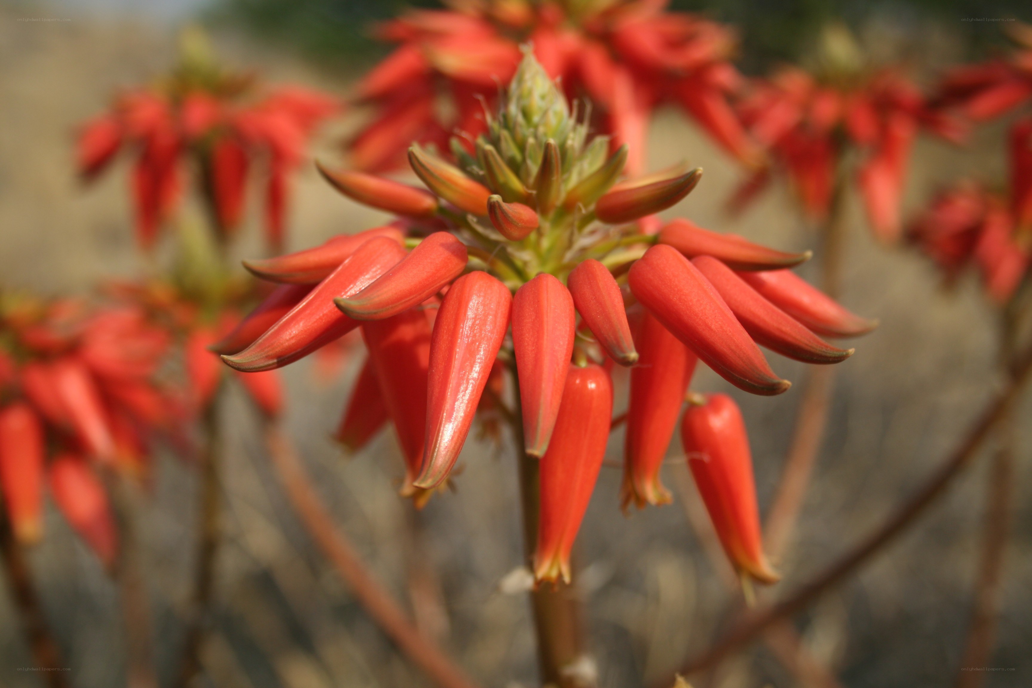 Red aloe flower in bloom
