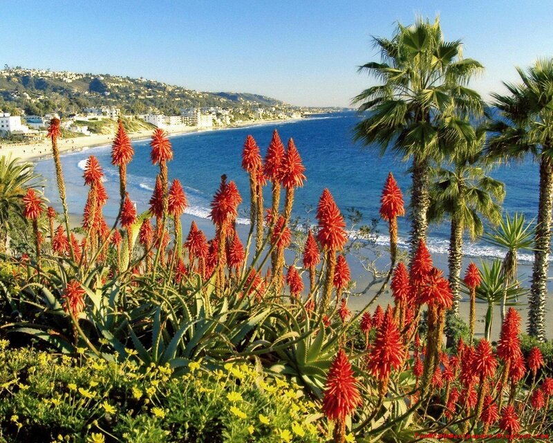 Red Aloe Flowers — Blue, Serene, Afternoon