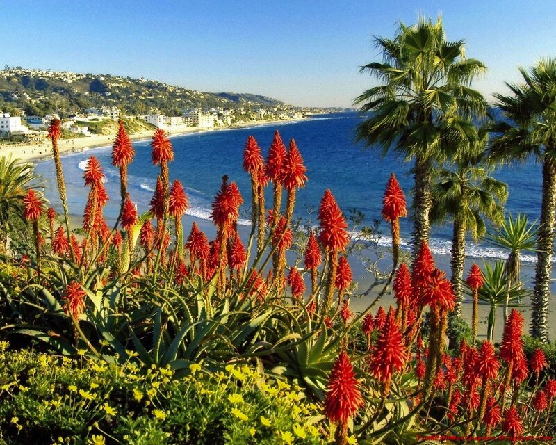 Red Aloe Flowers — Blue
