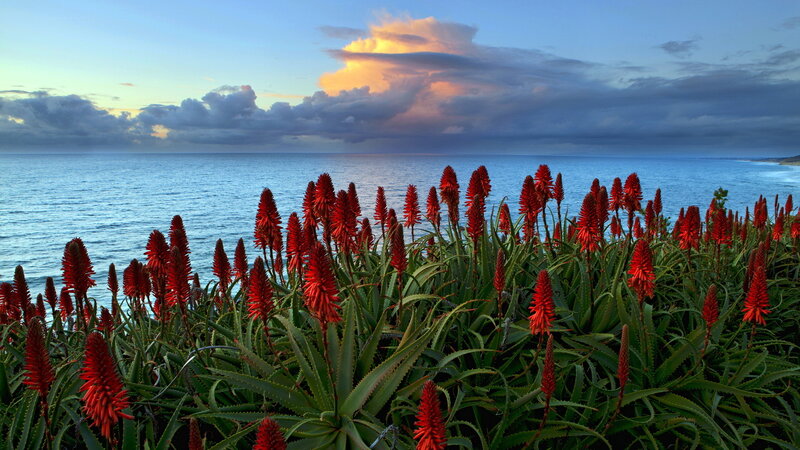 Red Aloe Flowers — Dramatic, Sunset, Photograph, Ocean, Clouds