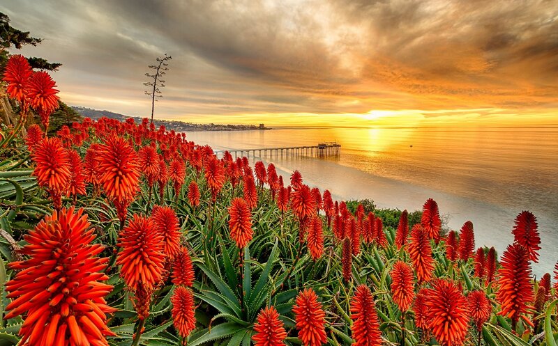 Red Aloe Flowers — Dramatic, Sunset, Photograph, Ocean, Pier, Clouds