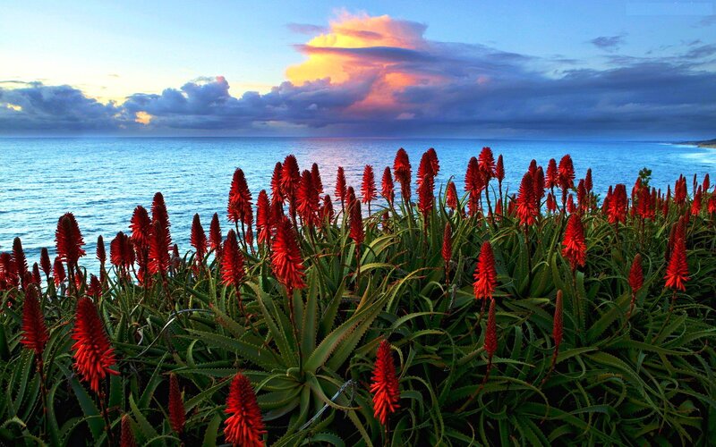 Red Aloe Flowers — Dramatic, Sunset, Photograph, Ocean, Sky
