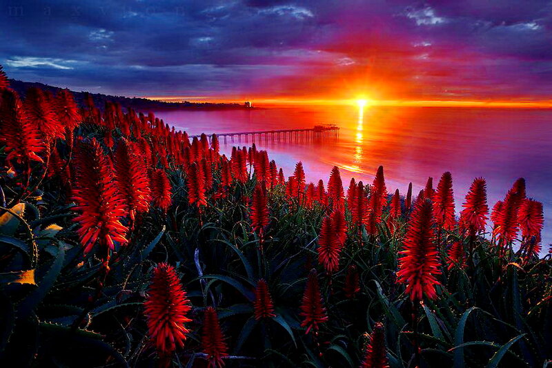 Red Aloe Flowers — Dramatic, Sunset, Photograph