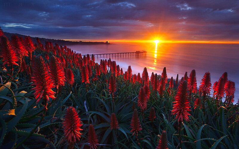 Red Aloe Flowers — Dramatic, Sunset