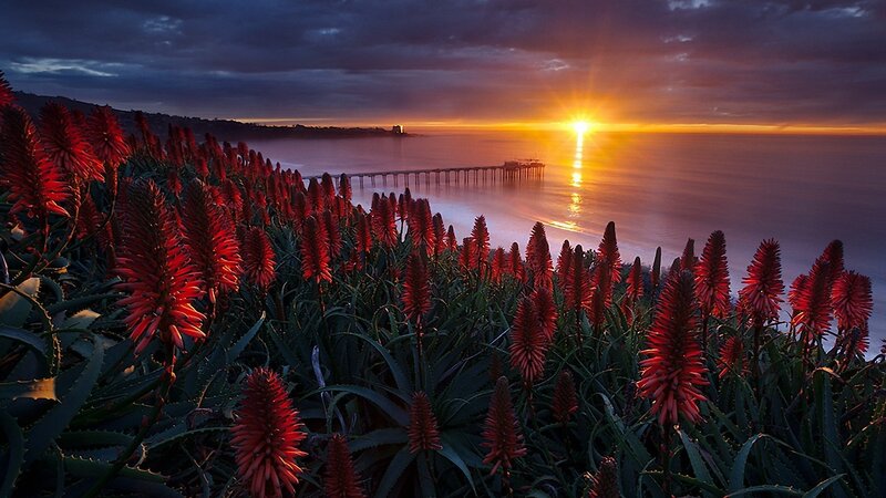 Red Aloe Flowers — Dramatic