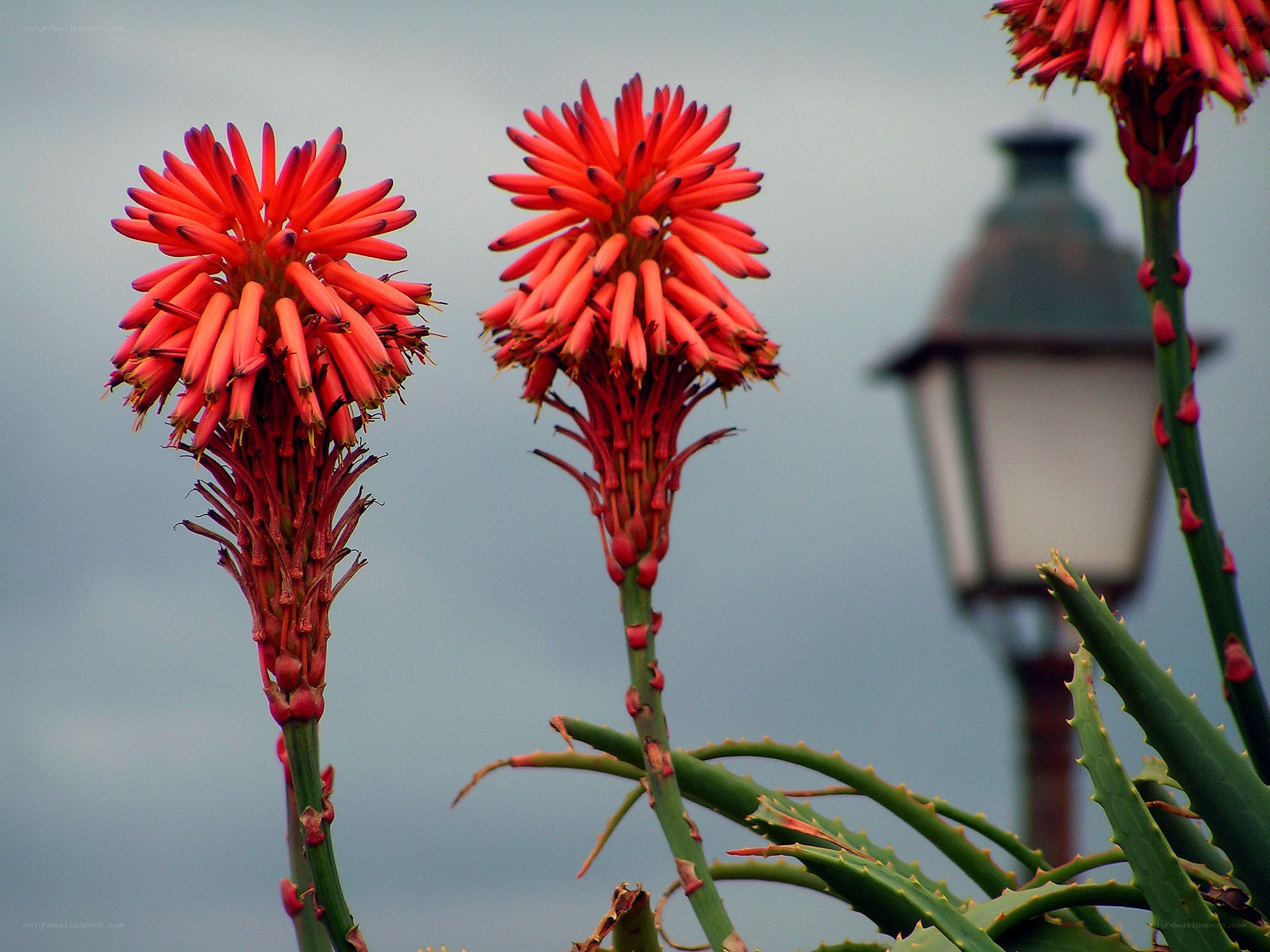 Red aloe flowers in bloom