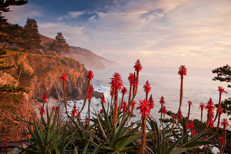 Red Aloe Flowers on Cliff
