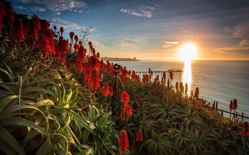 Red Aloe Flowers — Serene, Sunrise