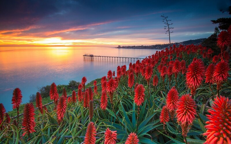 Red Aloe Flowers — Serene, Sunset, Photograph