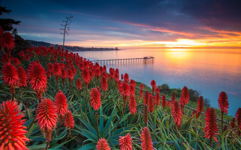 Red Aloe Flowers — Serene, Sunset