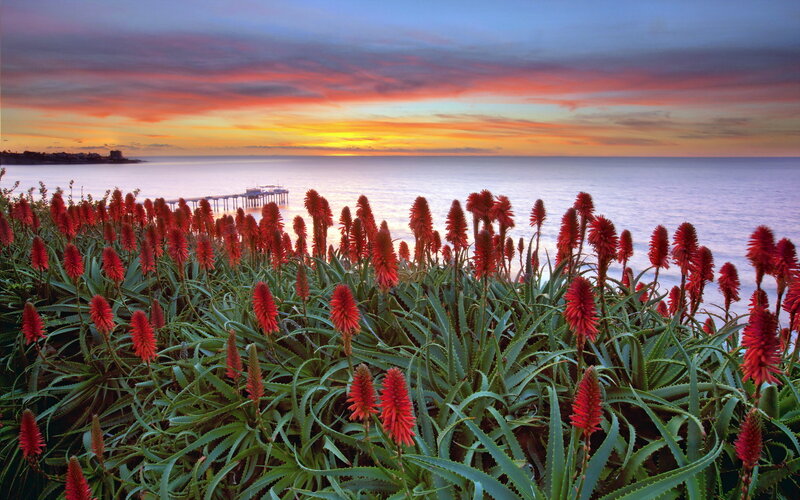 Red Aloe Flowers — Serene