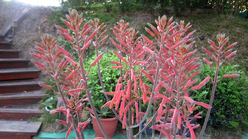 Red Aloe Vera Flowers — Pink