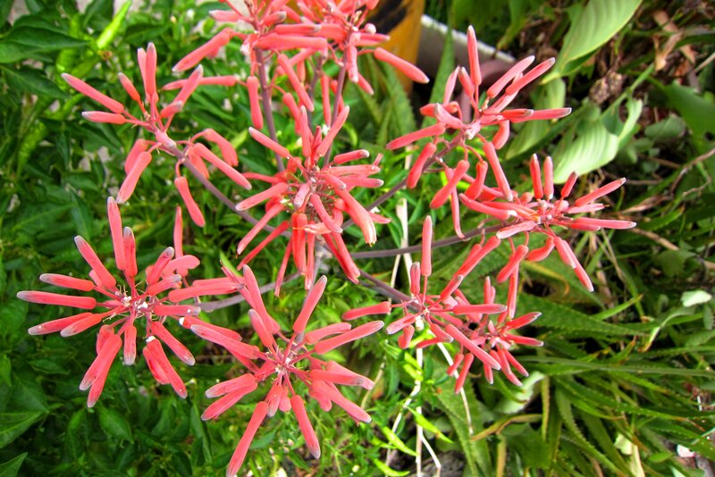 Red Aloe Vera Flowers
