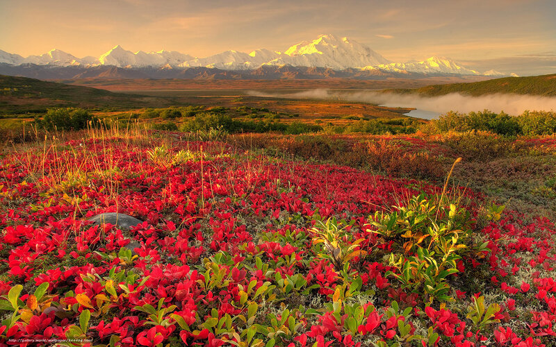 Red Alpine Flowers — Serene, Sunset, Photograph, Mountains, Fog