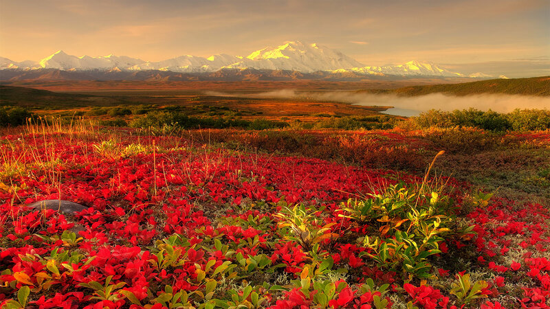 Red Alpine Flowers — Serene, Sunset, Photograph, Mountains, Lake