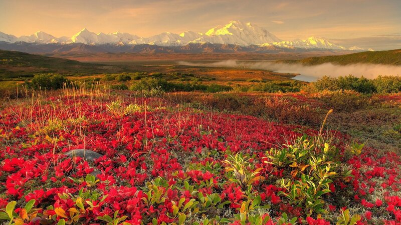Red Alpine Flowers — Serene, Sunset, Photograph, Mountains