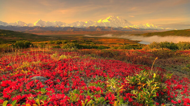 Red Alpine Flowers — Serene, Sunset, Photograph