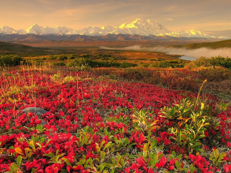 Red Alpine Flowers — Serene, Sunset