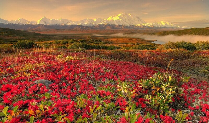 Red Alpine Flowers — Serene