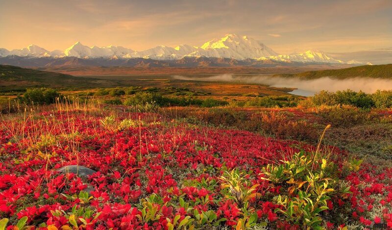Red Alpine Flowers