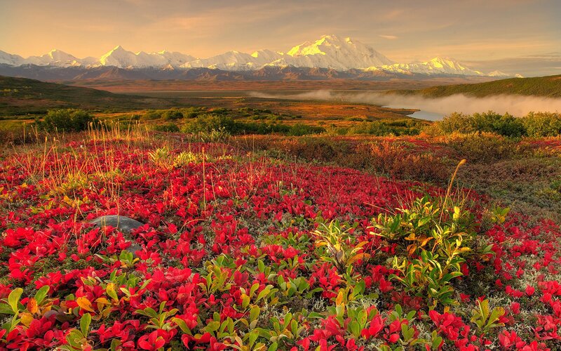 Red Alpine Plants — Serene, Sunset, Photograph, Mountains
