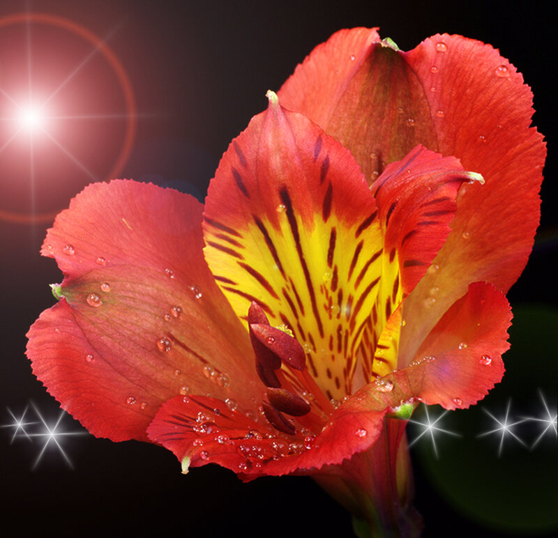 Red Alstroemeria Flower — Dramatic