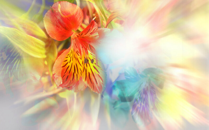 Red Alstroemeria Flower — Ethereal