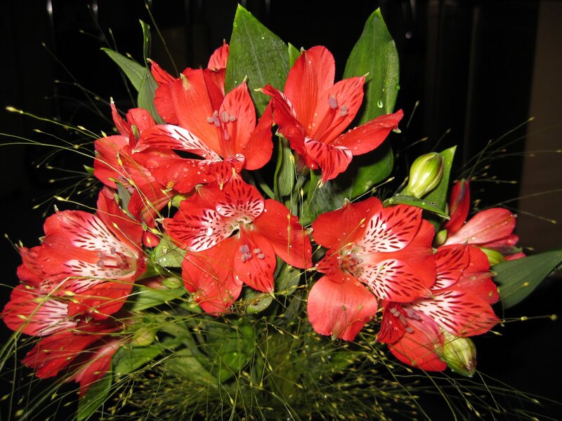 Red Alstroemeria Flowers — Dramatic