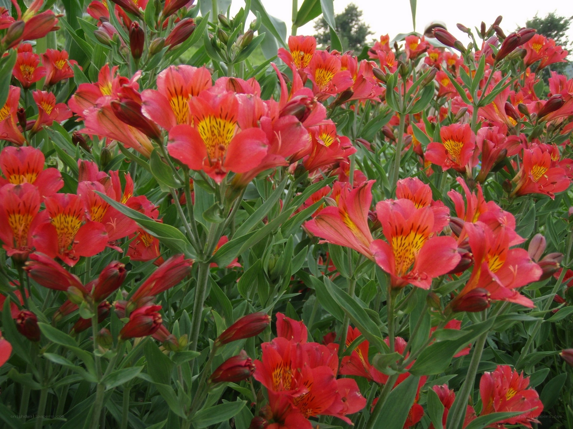 Red alstroemeria flowers in bloom