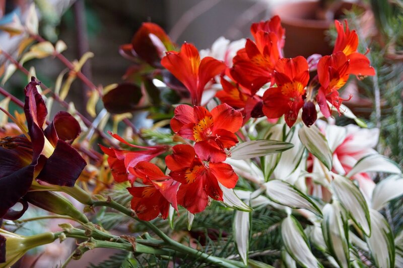 Red Alstroemeria Flowers — Natural