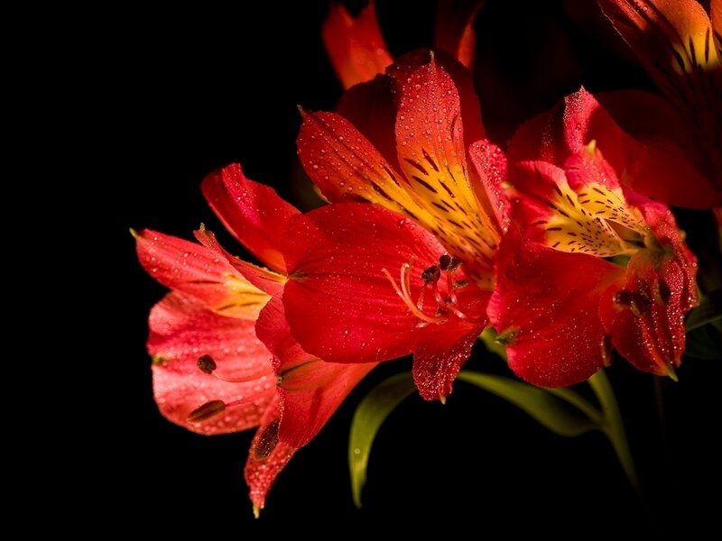 Red Alstroemeria Flowers