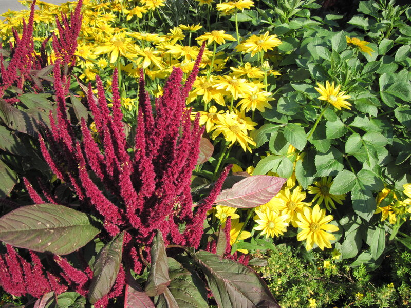 Red Amaranth and Yellow Daisies