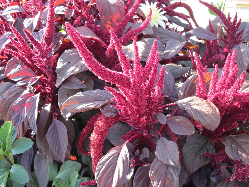 Red Amaranth Plant