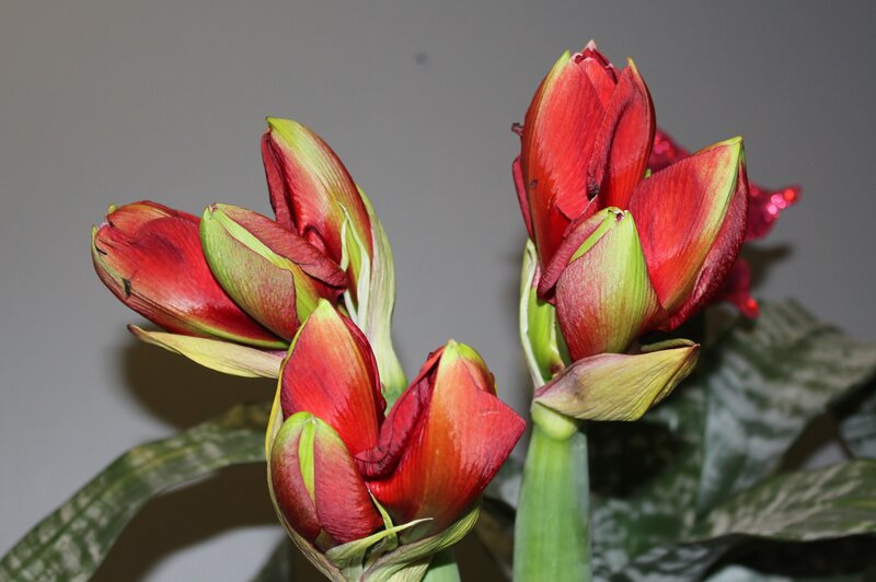 Red Amaryllis Buds