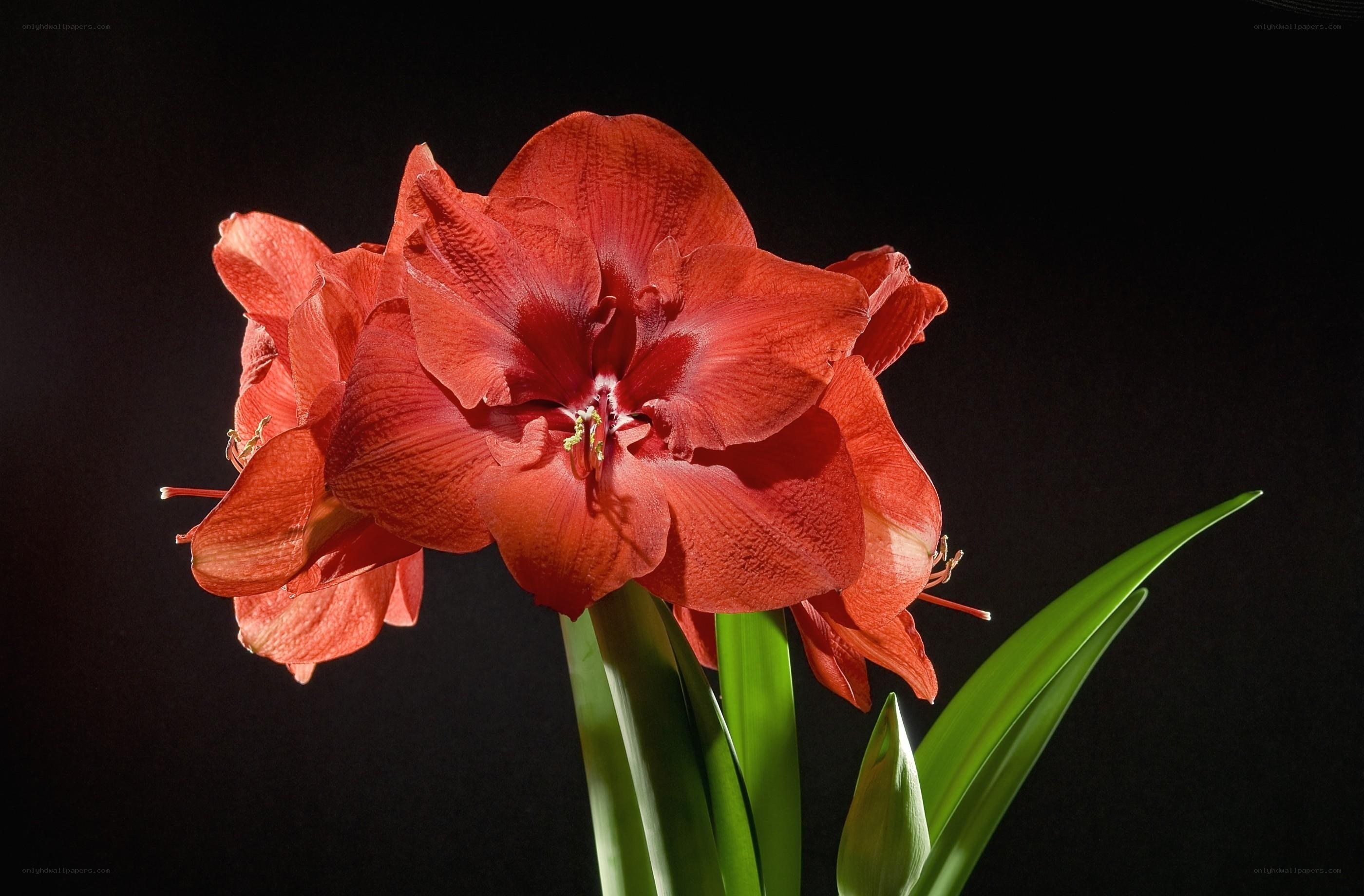Red amaryllis flower bloom