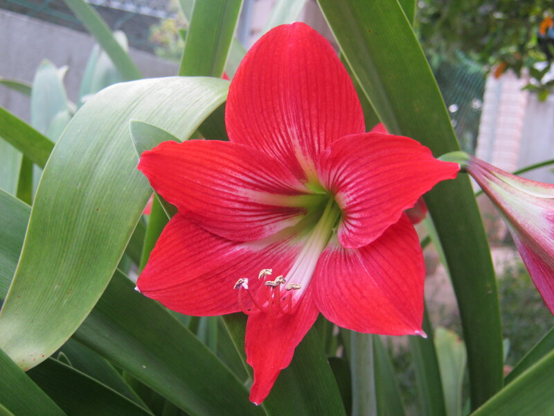 Red Amaryllis Flower — Calm, Afternoon