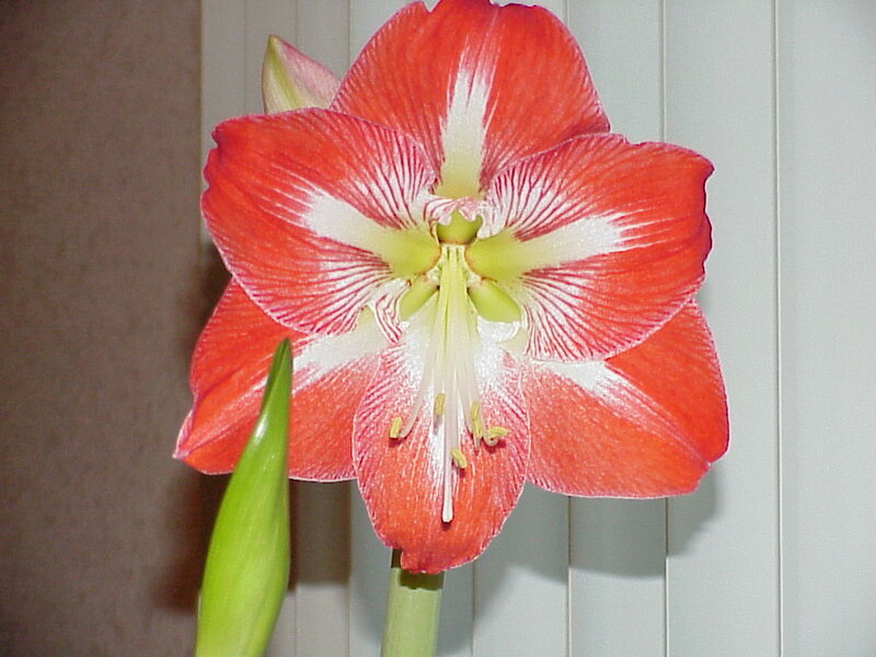 Red Amaryllis Flower — Calm, Photograph, Bud