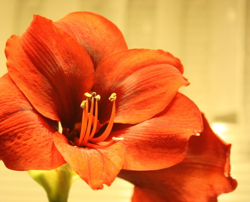 Red Amaryllis Flower — Calm, Photograph