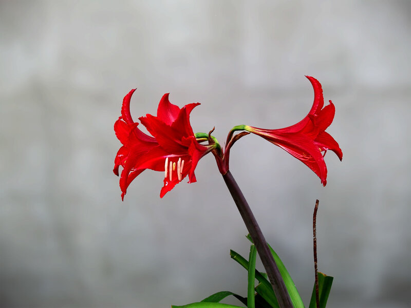 Red Amaryllis Flower — Calm