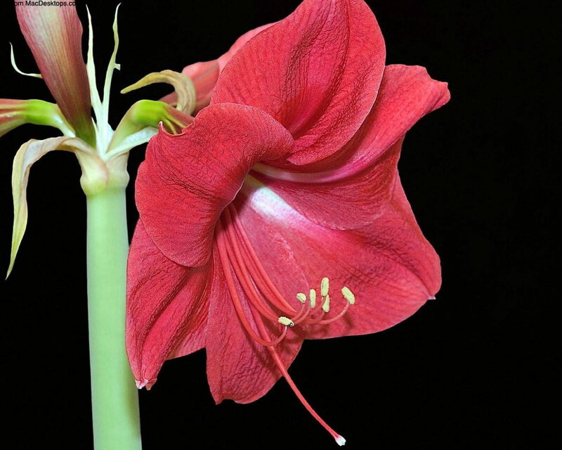 Red amaryllis flower close-up