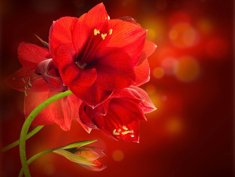 Red Amaryllis Flower — Dramatic, Photograph, Bud, Stem
